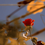 Seaside Rose + Lily of the Valley