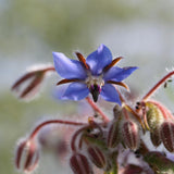 Blooming star flower. Starflower & Sugared Tangelo fragrance oil by Scentivore. 