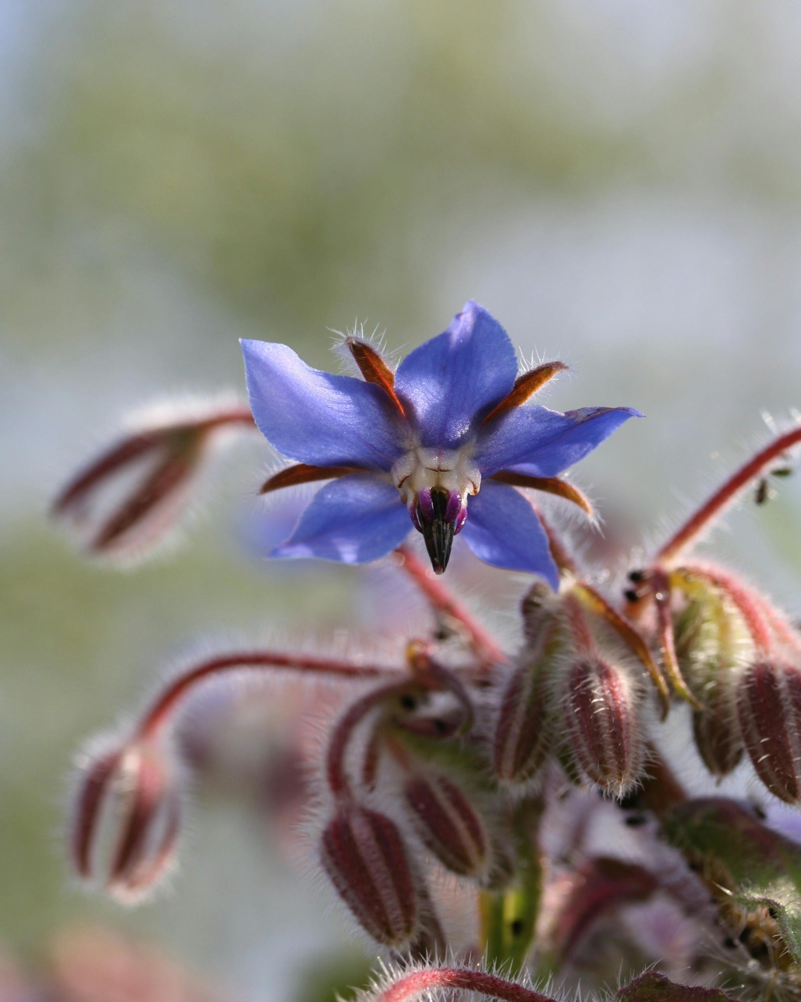 Blooming star flower. Starflower & Sugared Tangelo fragrance oil by Scentivore. 