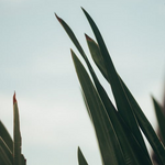 Agave Aloe fragrance oil wholesale supply by Scentivore