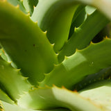 Aloe vera plant. Aloe & Clover fragrance oil by Scentivore. 