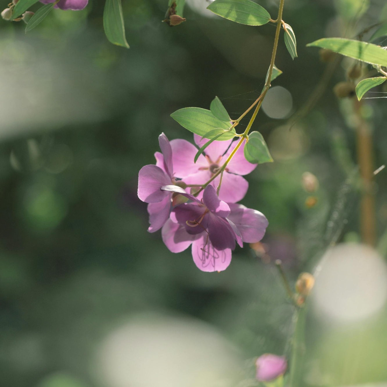 Heliotrope blooms in the morning. Aloha Vanilla fragrance oil by Scentivore.