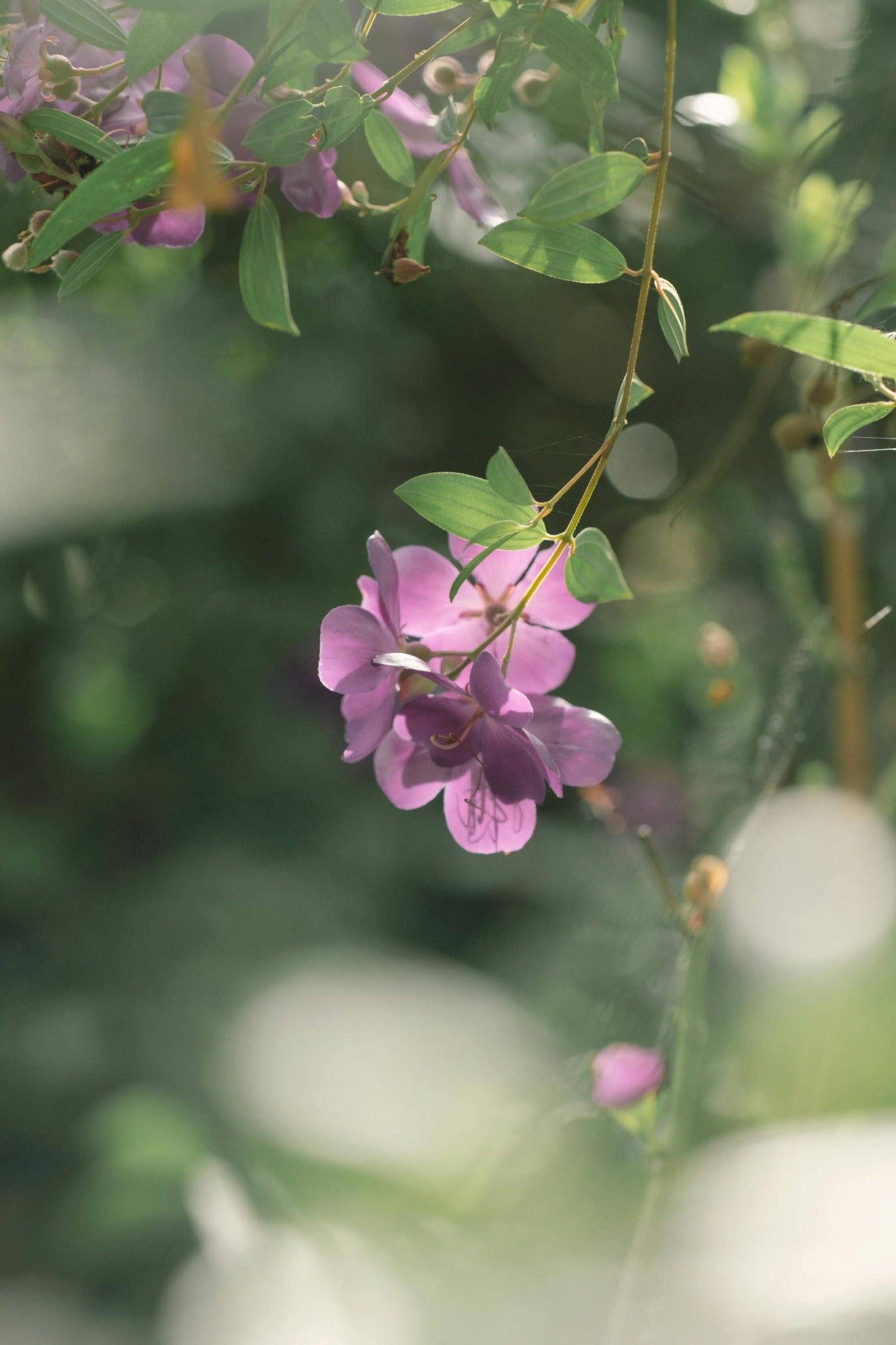 Heliotrope blooms in the morning. Aloha Vanilla fragrance oil by Scentivore.