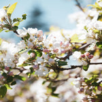 Apple blossoms in an orchard. Apple Blossom + Lavender fragrance oil by Scentivore. For soap and candle-making. 