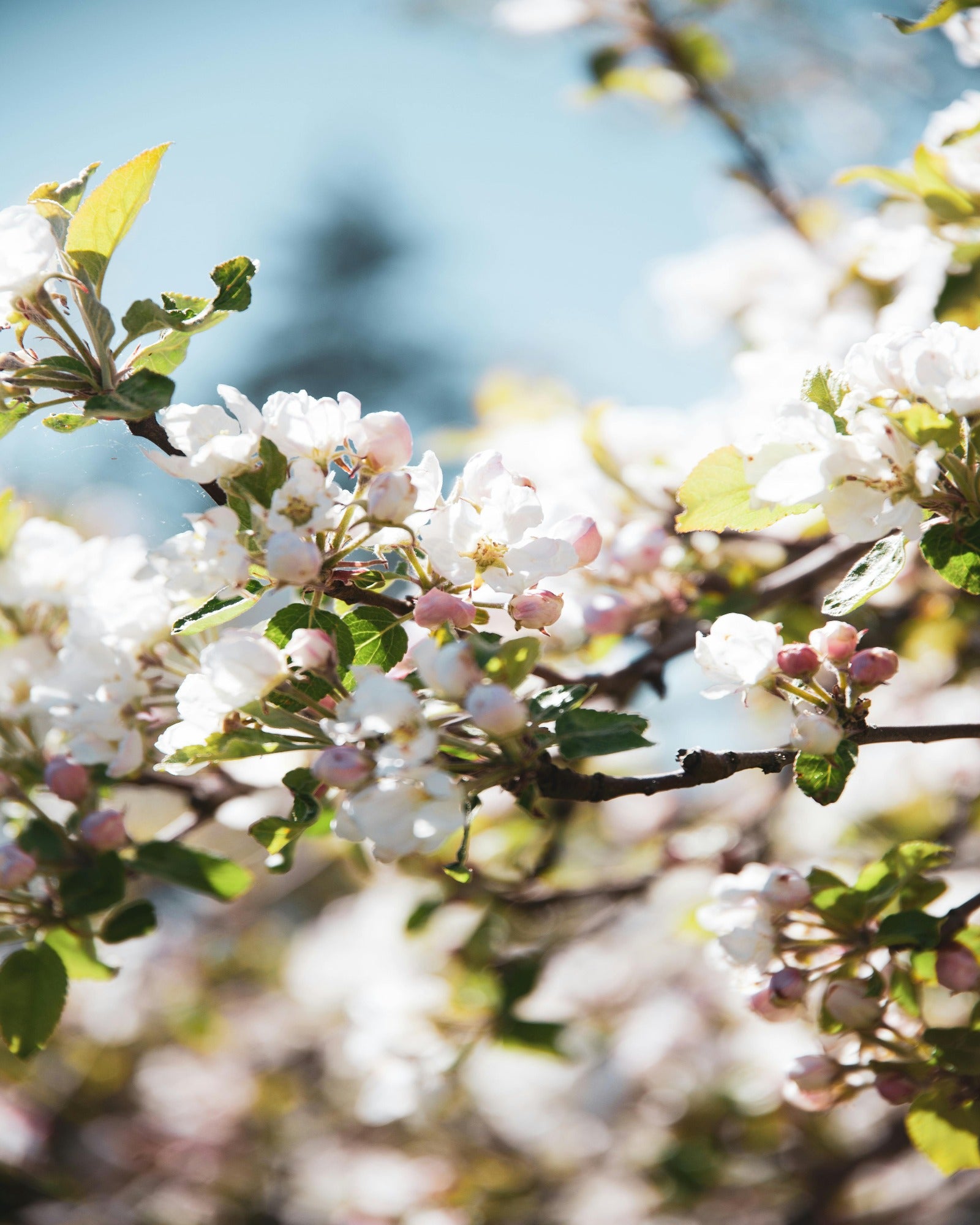 Apple blossoms in an orchard. Apple Blossom + Lavender fragrance oil by Scentivore. For soap and candle-making. 