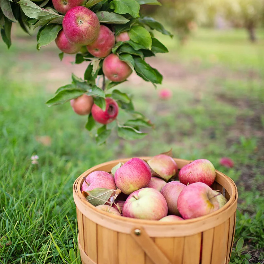 A basket of apples in a basket. Apple Orchard fragrance oil by Scentivore. 