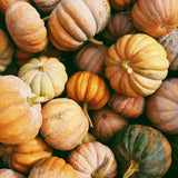 A fresh harvest of seasonal pumpkin. Apple Pumpkin Butter fragrance oil for soap and candle making. 