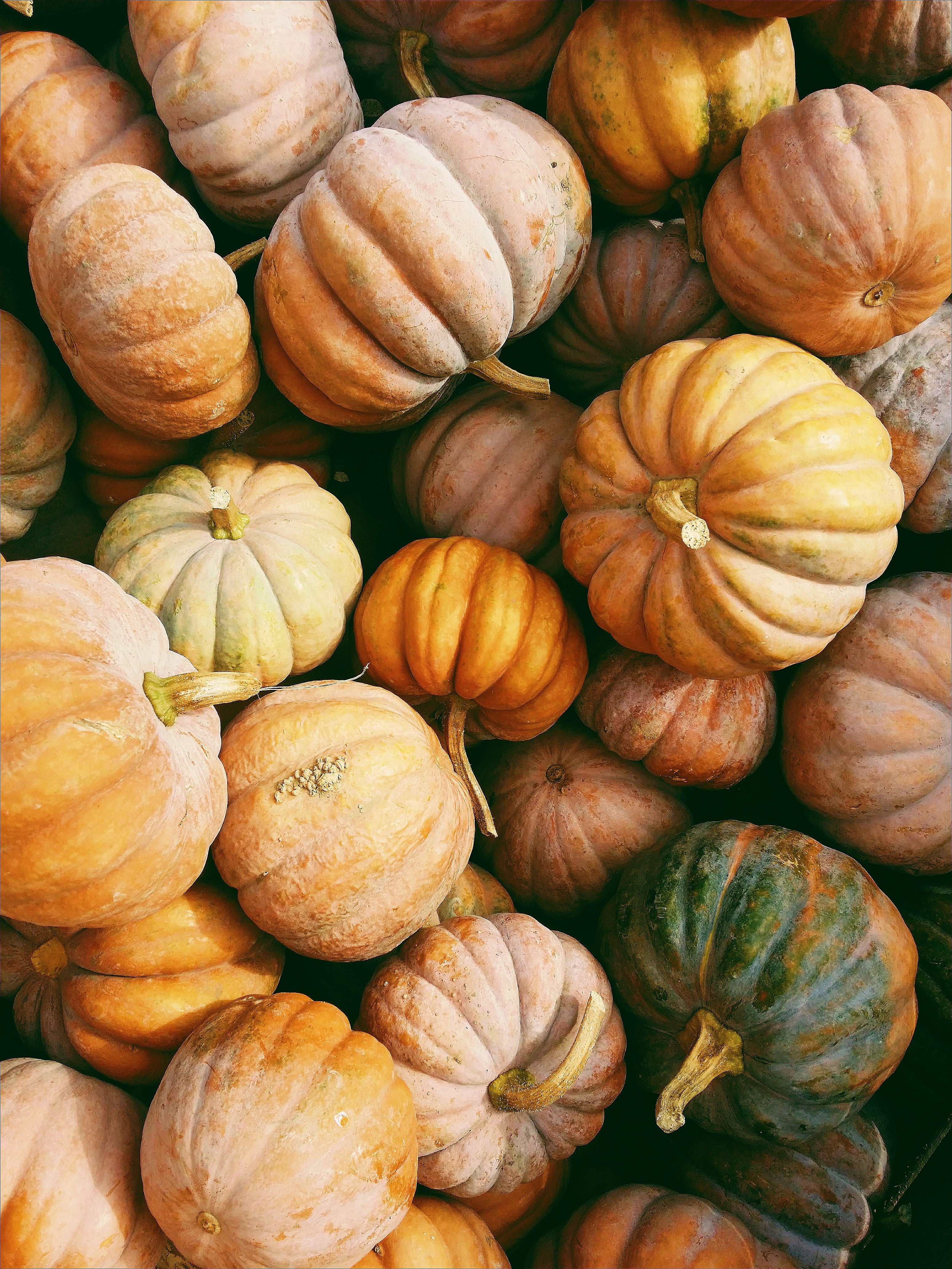 A fresh harvest of seasonal pumpkin. Apple Pumpkin Butter fragrance oil for soap and candle making. 