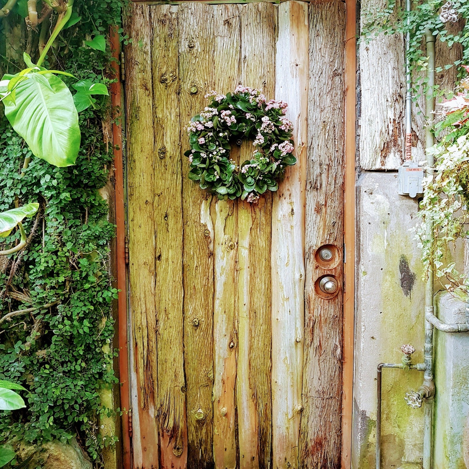 Wreath on a rustic door. Apple Wreath fragrance oil by Scentivore.