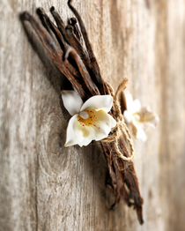 Cinnamon pods and flowers. Autumn Floral Spice fragrance oil by Scentivore.