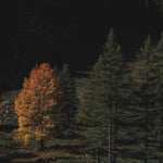 Autumn Night. Fragrance oil by Scentivore for soap and candle-making.