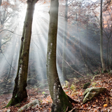 Woods in a beautiful Autumn day. Autumn Woods by Scentivore.  Soap and candle-making fragrance oil. 