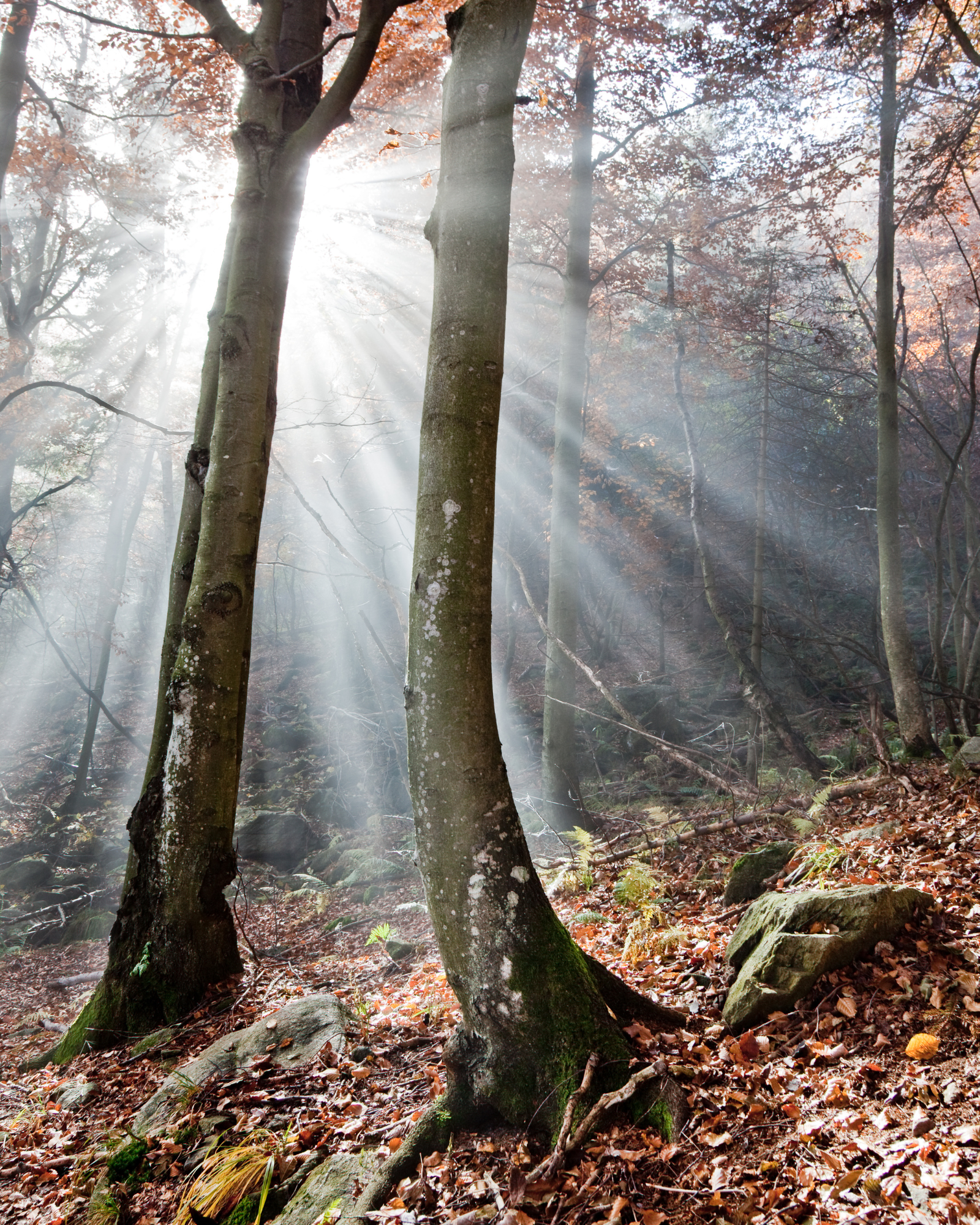 Woods in a beautiful Autumn day. Autumn Woods by Scentivore.  Soap and candle-making fragrance oil. 