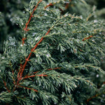 Balsam fir. Balsam & Cedar fragrance oil. Scentivore. Soaps and candles fragrance oil.