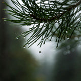 Dewy balsam fir. Balsam Fir fragrance oil by Scentivore.