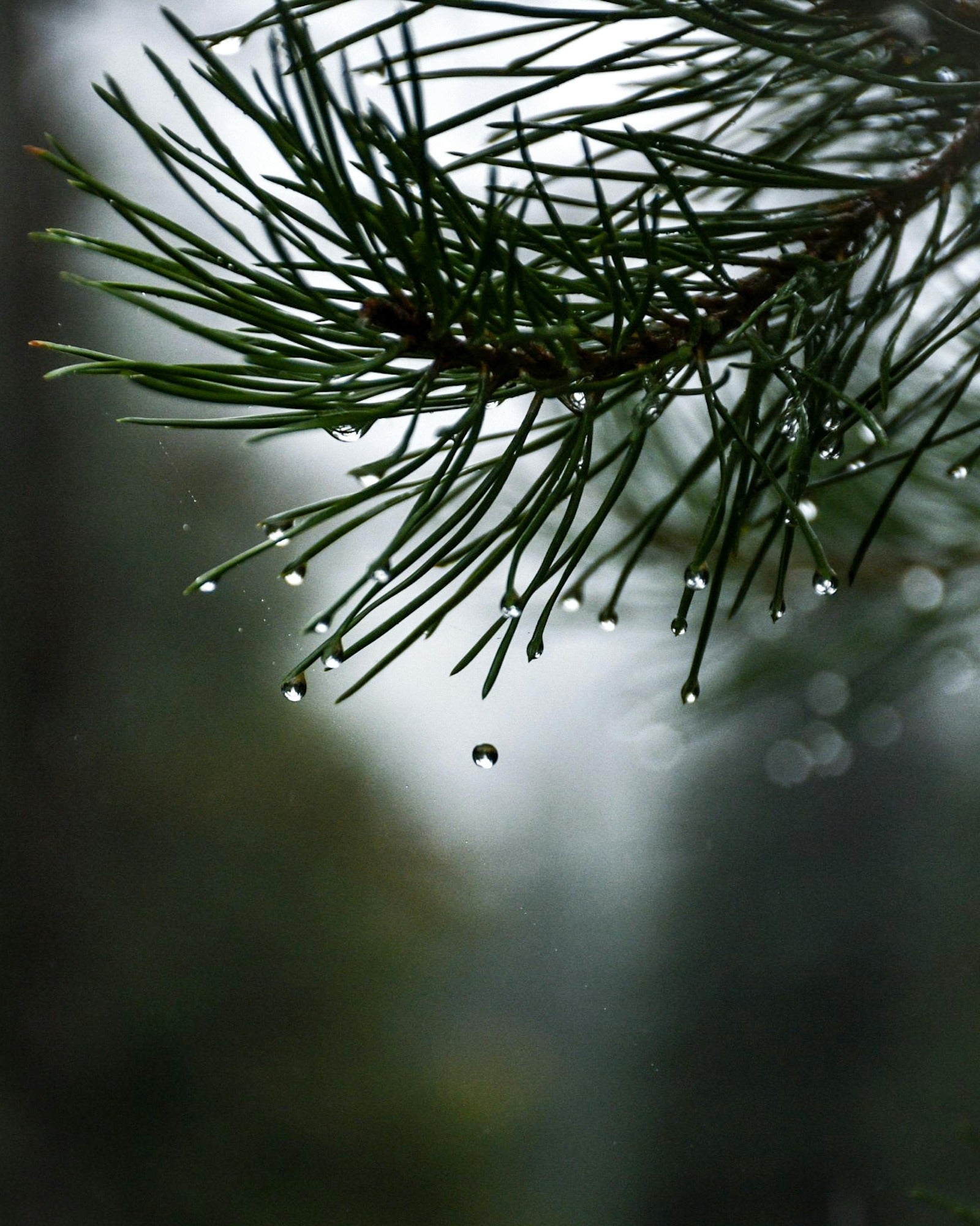 Dewy balsam fir. Balsam Fir fragrance oil by Scentivore.