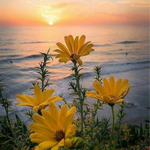 Beach Daises and sunset. Beach Daisy fragrance oil. Scentivore. Soap and candle making supplies.