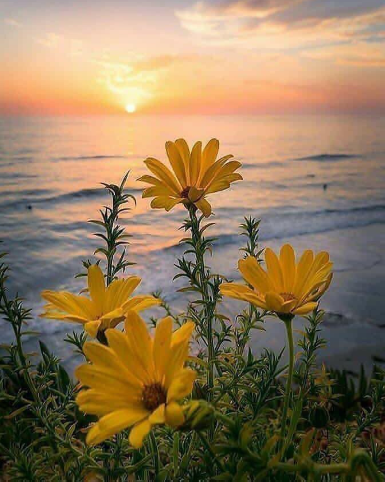 Beach Daises and sunset. Beach Daisy fragrance oil. Scentivore. Soap and candle making supplies.