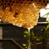 Fresh honeycomb. Beeswax fragrance oil by Scentivore. 