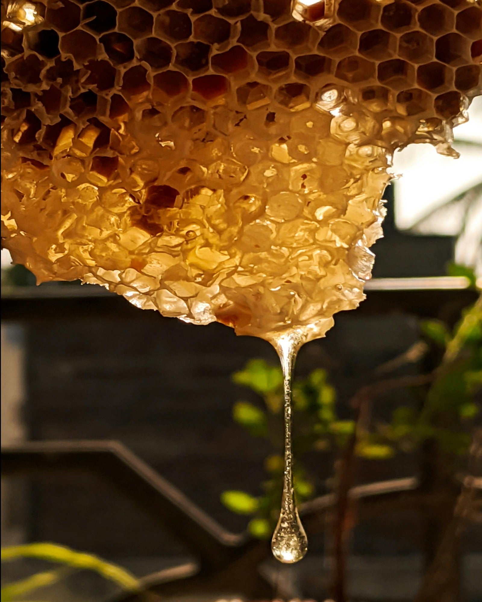 Fresh honeycomb. Beeswax fragrance oil by Scentivore. 