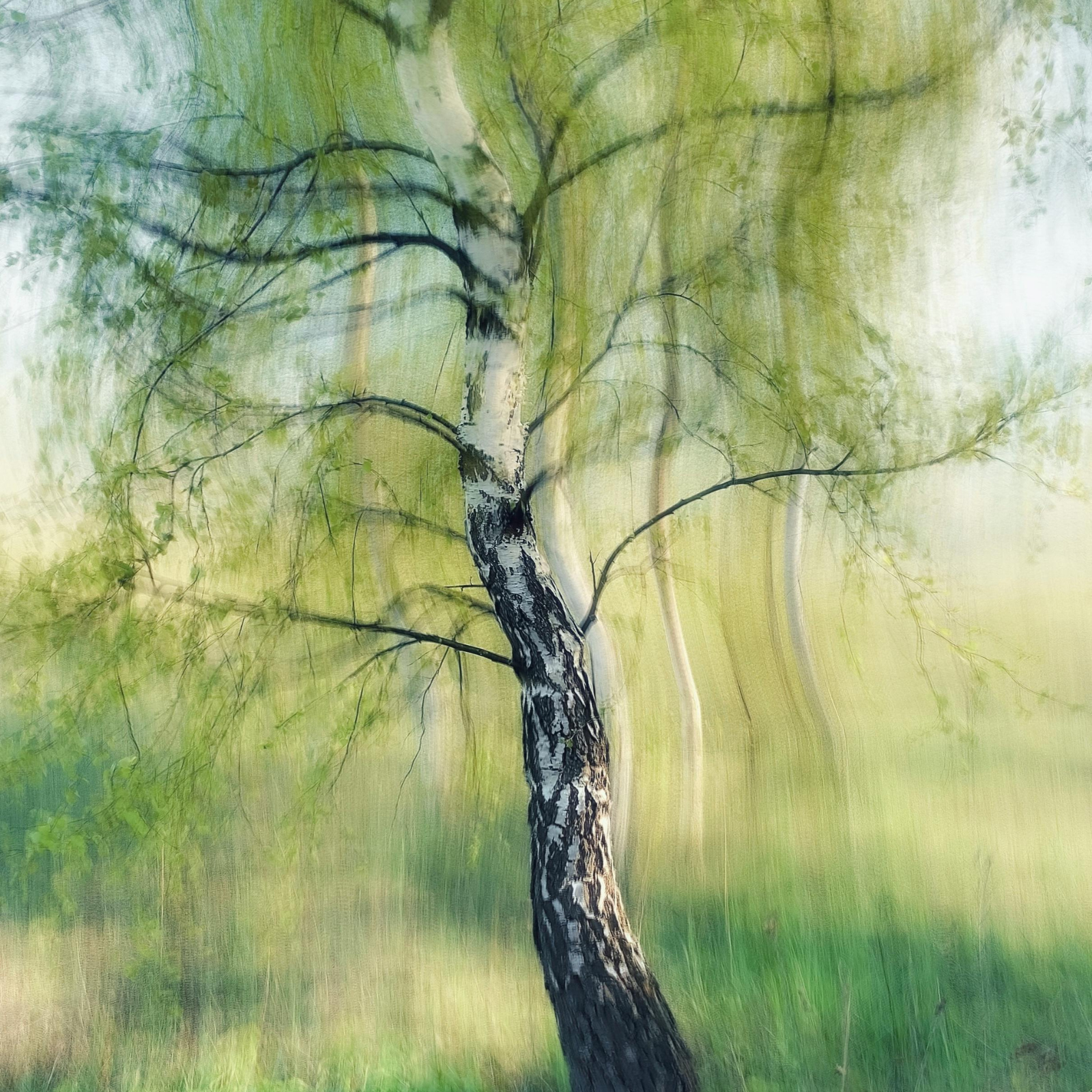 Blurred birch tree. Birch + Mint fragrance oil for soap and candle-making.