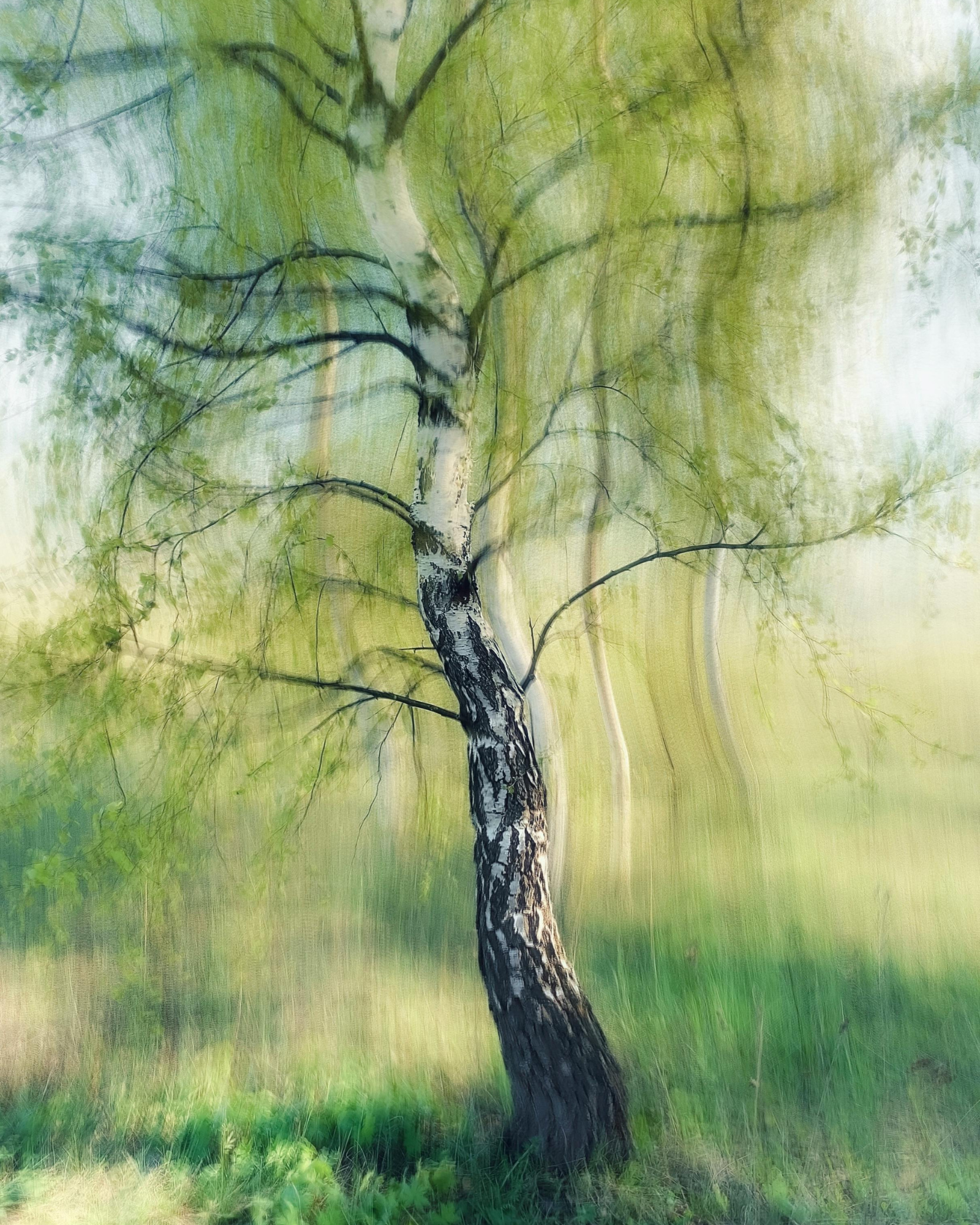 Blurred birch tree. Birch + Mint fragrance oil for soap and candle-making.