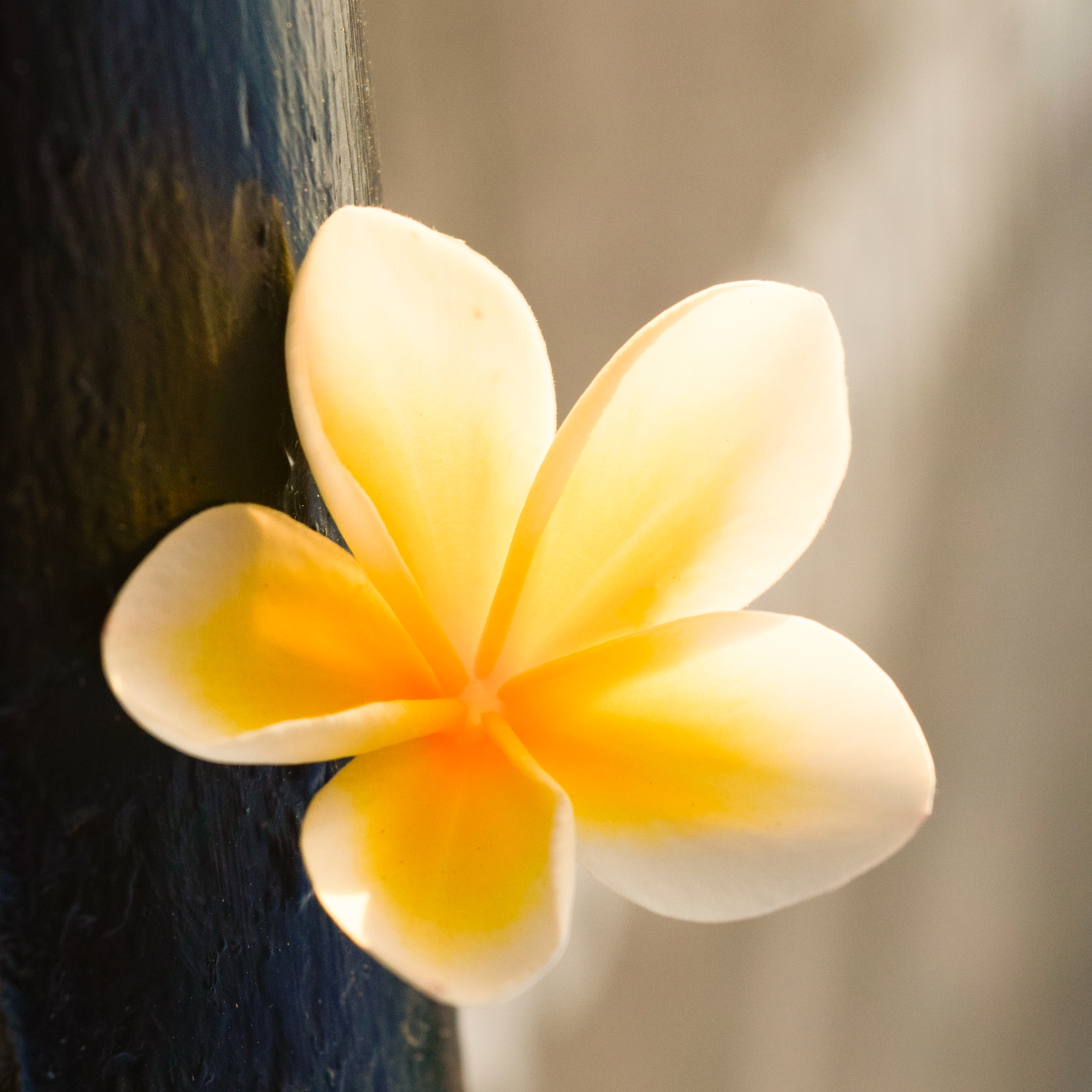 Flower against a black teakwood. Fragrance oil by Scentivore. Black Teakwood fragrance oil.