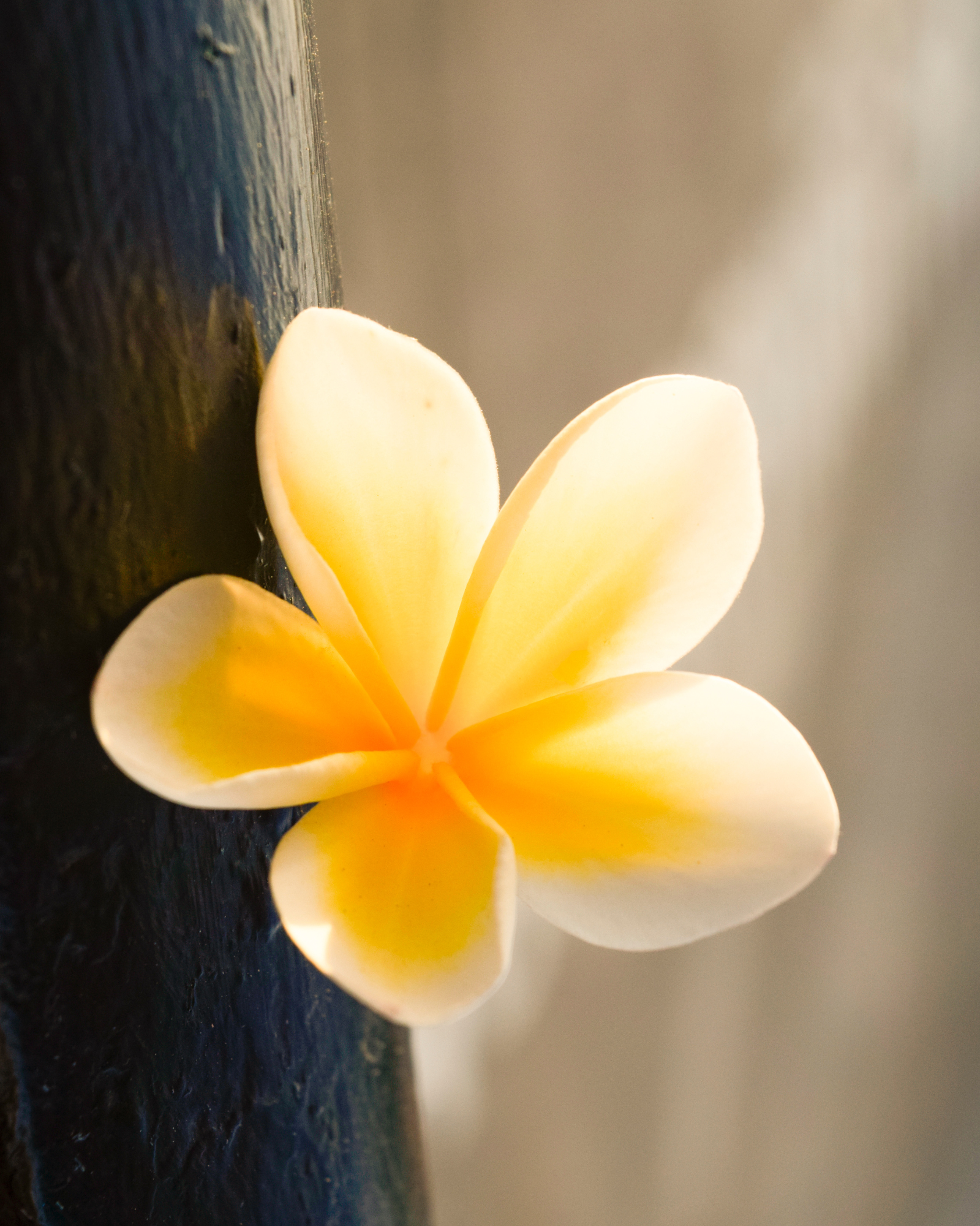 Flower against a black teakwood. Fragrance oil by Scentivore. Black Teakwood fragrance oil.