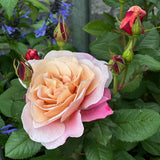 Rose in the garden. Blushing Rose fragrance oil by Scentivore.