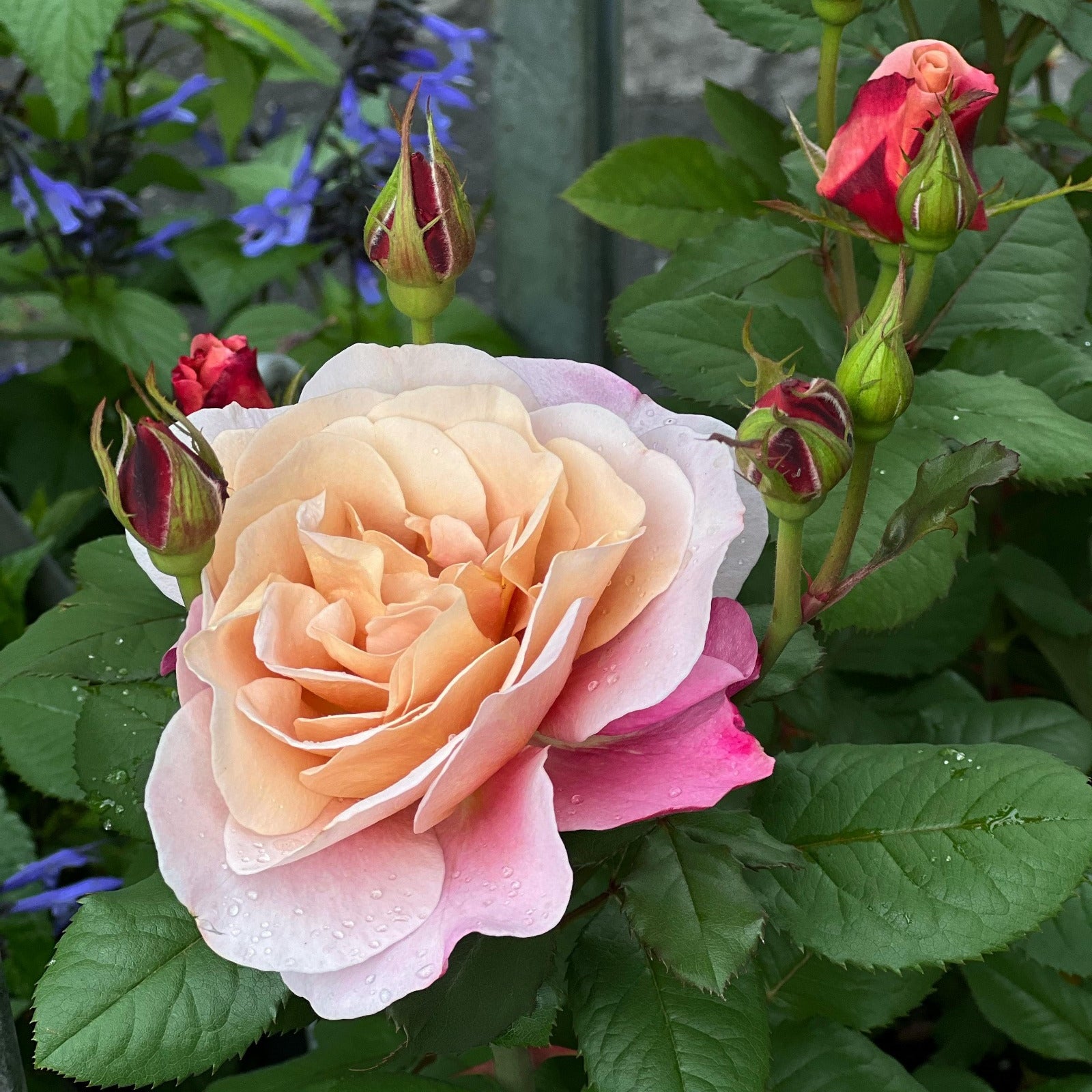 Rose in the garden. Blushing Rose fragrance oil by Scentivore.