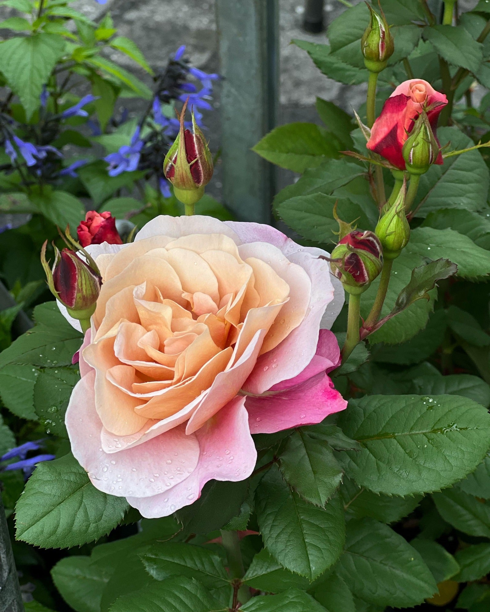 Rose in the garden. Blushing Rose fragrance oil by Scentivore.