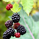 Boysenberries. Boysenberry & Lavender fragrance oil for soap and candle-making. Scentivore.