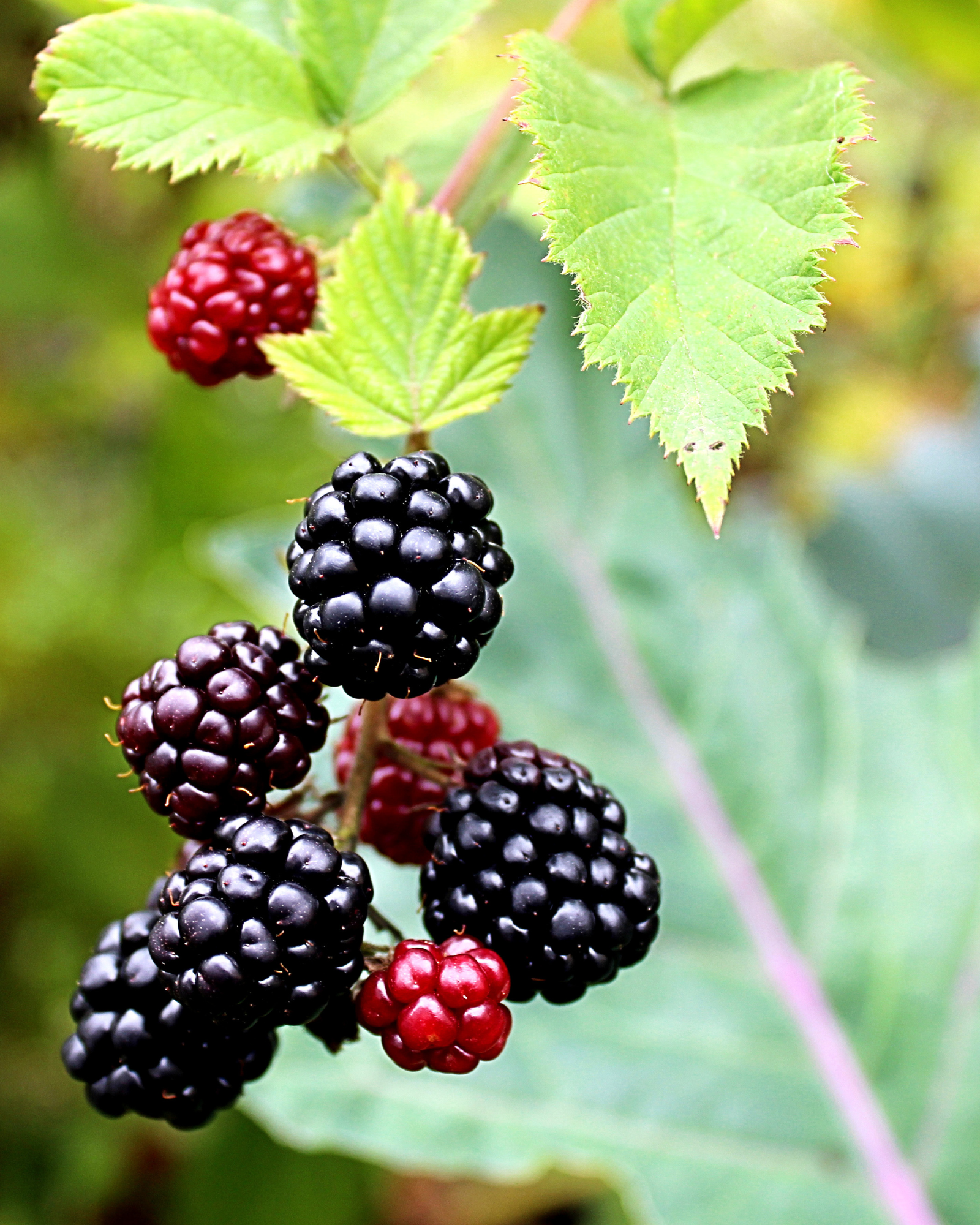 Boysenberries. Boysenberry & Lavender fragrance oil for soap and candle-making. Scentivore.