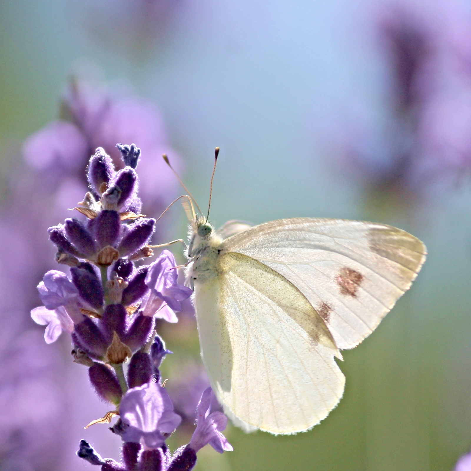 Butterfly and flowers. Butterfly Flowers for fragrance oil by Scentivore.