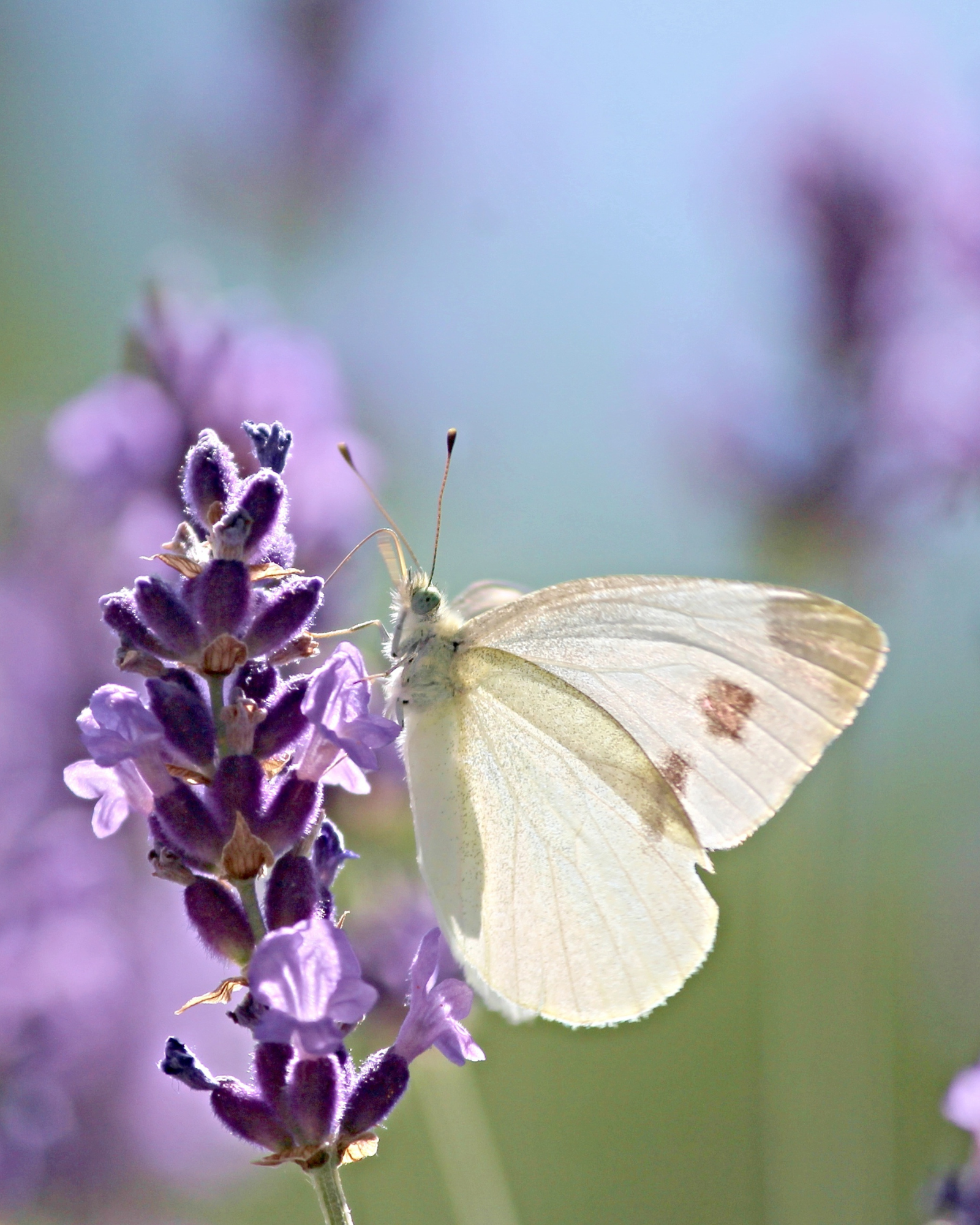 Butterfly and flowers. Butterfly Flowers for fragrance oil by Scentivore.