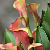 Calla Lily Flower. Scentivore. Fragrance oil for soap and candle making.