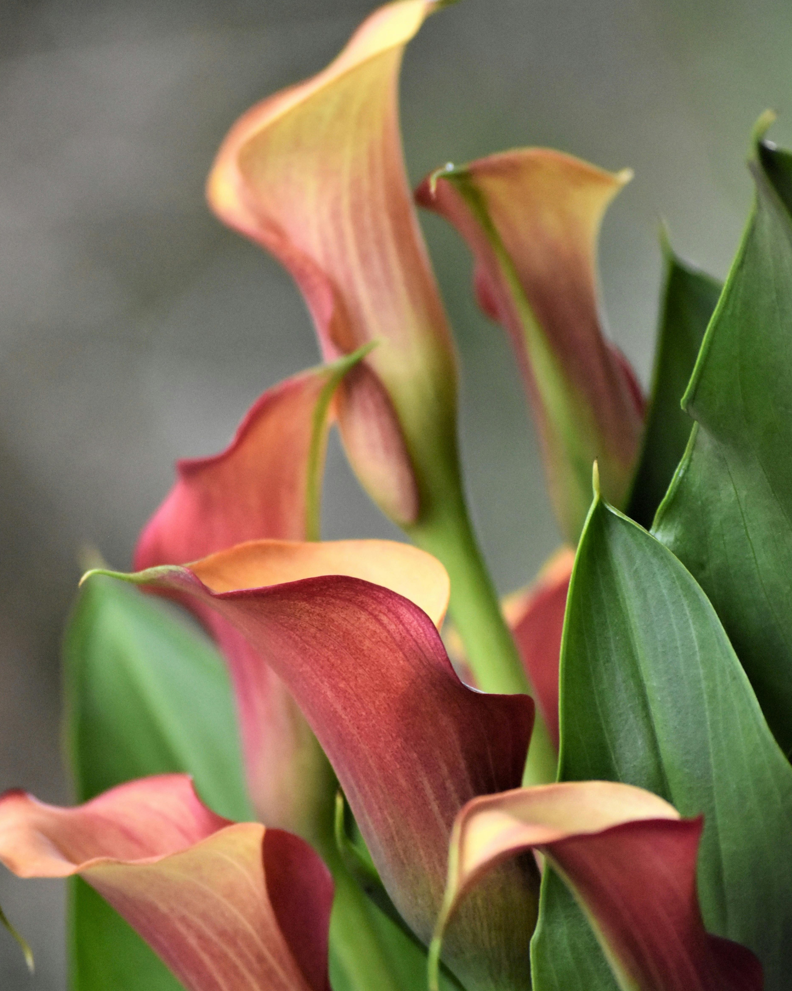 Calla Lily Flower. Scentivore. Fragrance oil for soap and candle making.