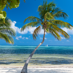 A view of the Cayman Island. Cayman Island fragrance oil by Scentivore. For soap and candle-making. 