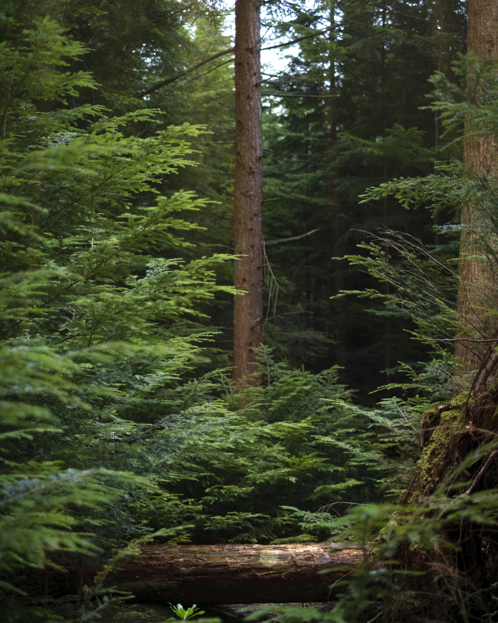 Cedarwood. Fragrance oil by Scentivore. For soap and candle making.