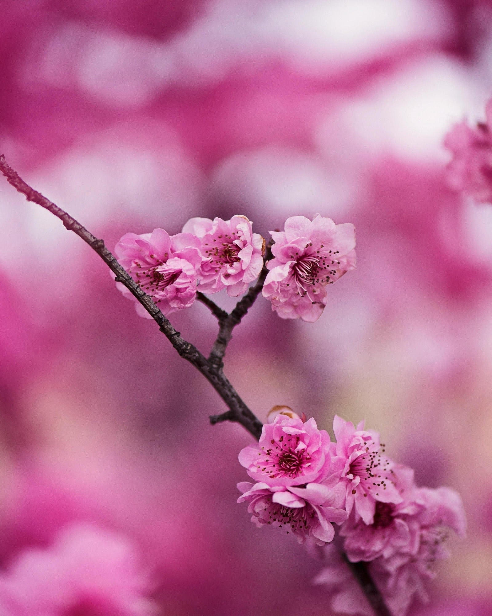 Vibrant cherry blossom flowers. Fragrance oil by Scentivore for soaps and candles.