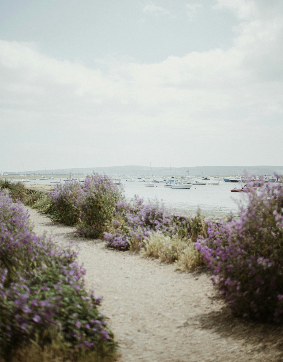 Lavender on the coast. Coastal Lavender fragrance oil by Scentivore. For soaps and candles.