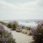 Lavender on the coast. Coastal Lavender fragrance oil by Scentivore. For soaps and candles.