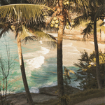 Coconut trees by the bay. Coconut and Sea Salt fragrance oil by Scentivore.