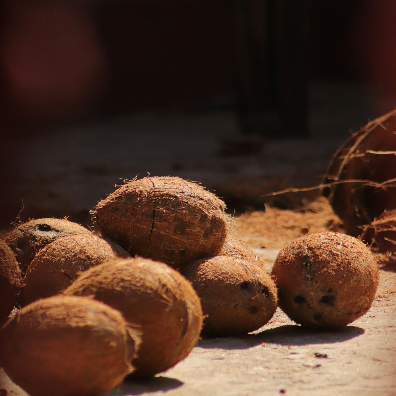 Freshly harvest coconuts. Coconut  Sandalwood fragrance oil by Scentivore. 