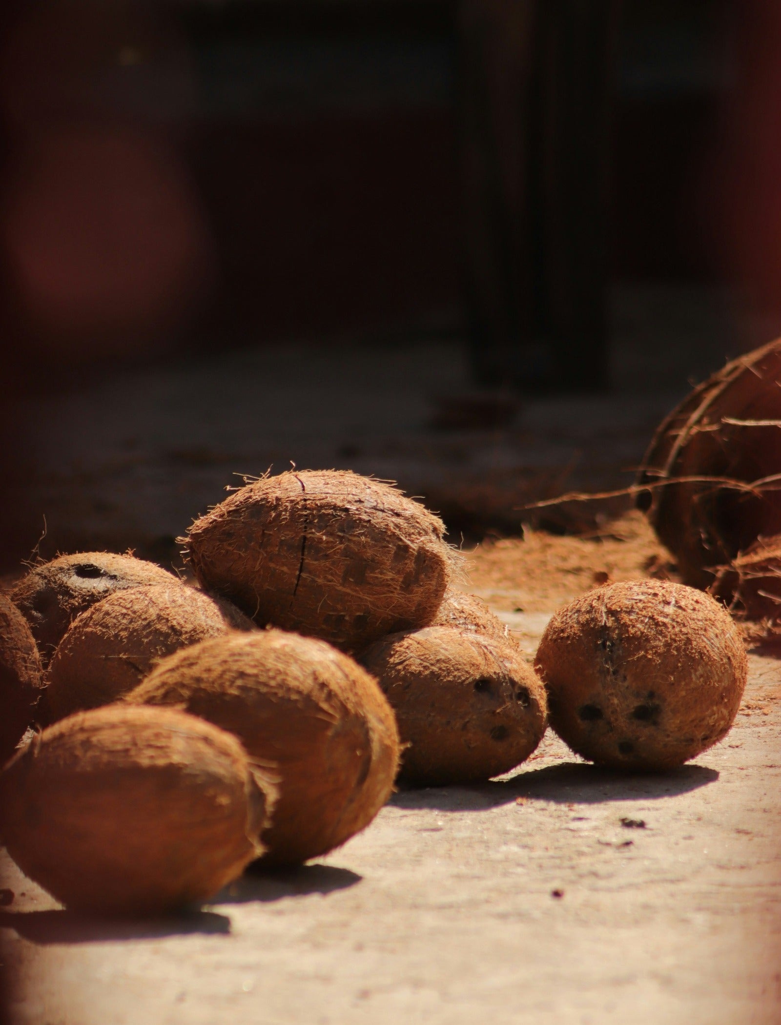 Freshly harvest coconuts. Coconut  Sandalwood fragrance oil by Scentivore. 