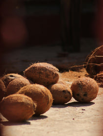 Freshly harvest coconuts. Coconut  Sandalwood fragrance oil by Scentivore. 