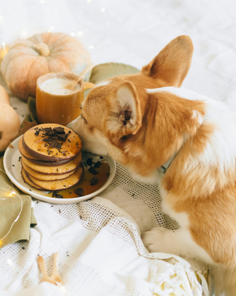 Corgi eating pancakes. Crisp October Nights fragrance oil by Scentivore