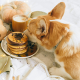 Corgi eating pancakes. Crisp October Nights fragrance oil by Scentivore