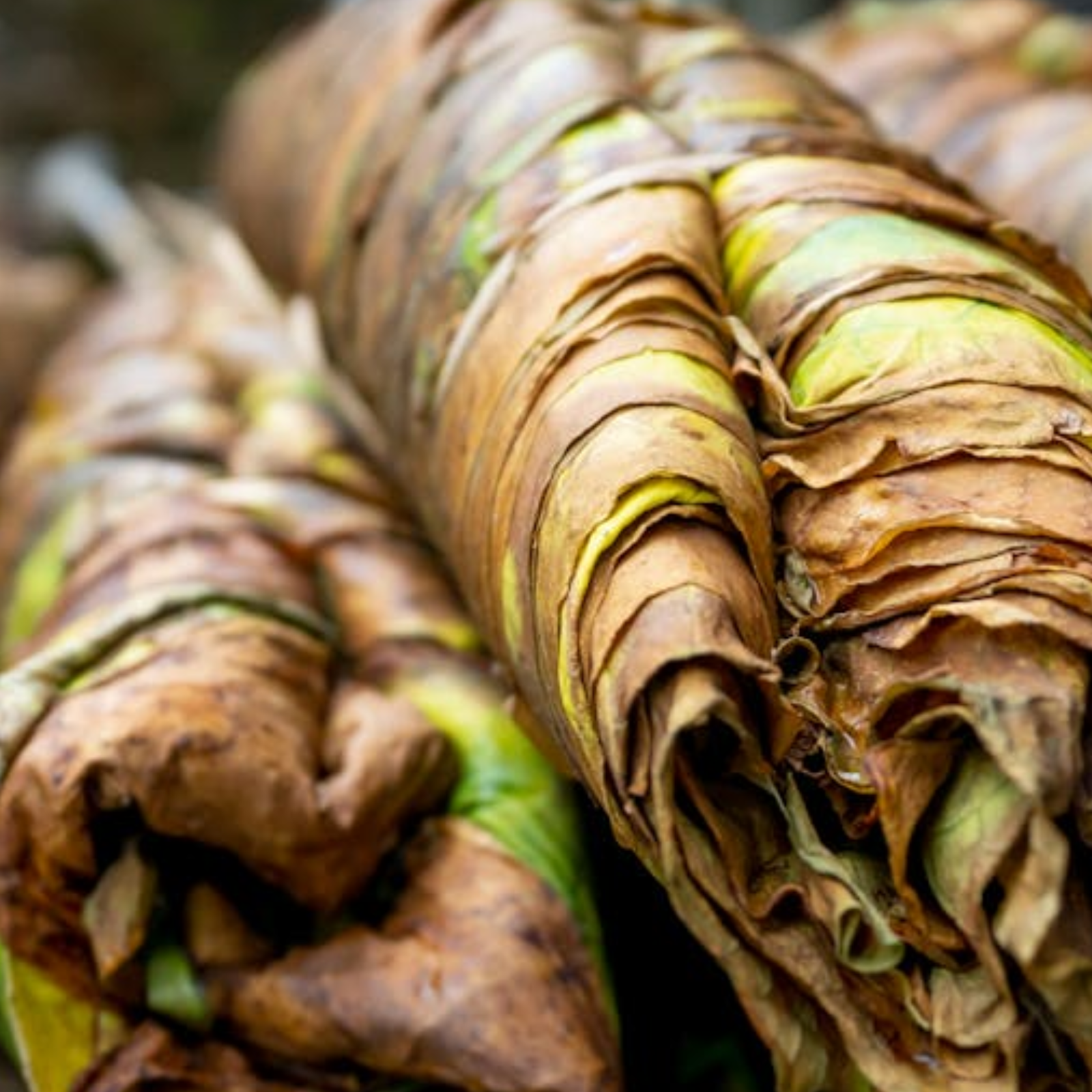 Rolls of tobacco. Cuban Tobacco fragrance oil by Scentivore