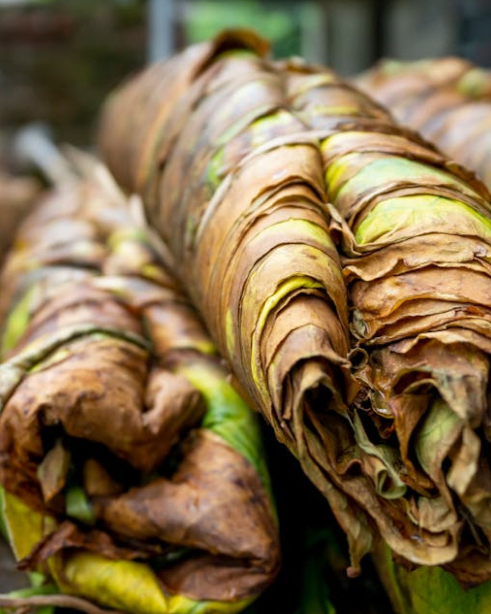 Rolls of tobacco. Cuban Tobacco fragrance oil by Scentivore